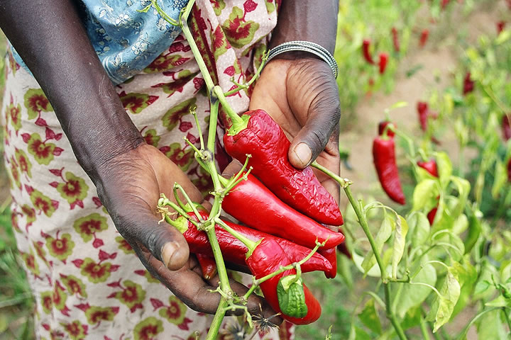 A woman in a field of peppers holding several paprika peppers in her hands.