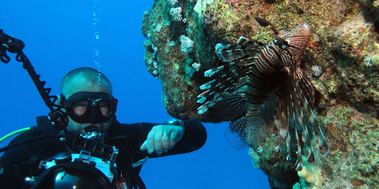 A scuba diver observes a lionfish on a coral reef.