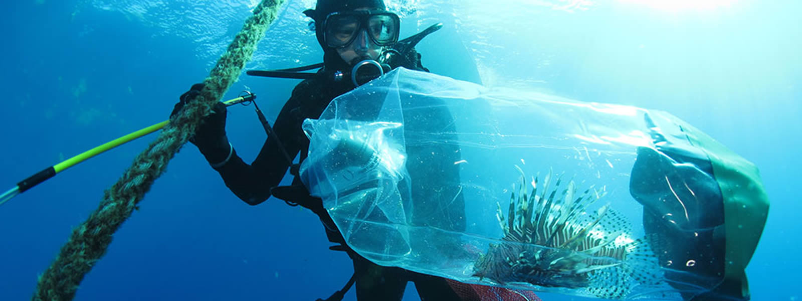 A scuba diver is underwater holding onto a rope and a clear bag containing a lionfish