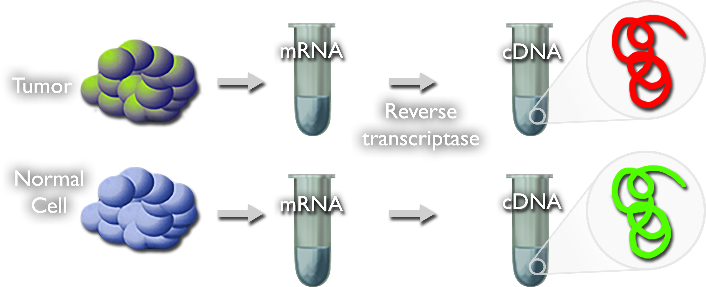 A sequence of illustrations showing a tumor with an arrow pointing to a partially filled test tube labeled m-R-N-A. An arrow labeled Reverse transcriptase points to a second partially filled test tube labeled c-D-N-A. A cutaway shows a curly red strand. Below it, the same sequence is repeated starting from a normal cell but the c-D-N-A strand is green.