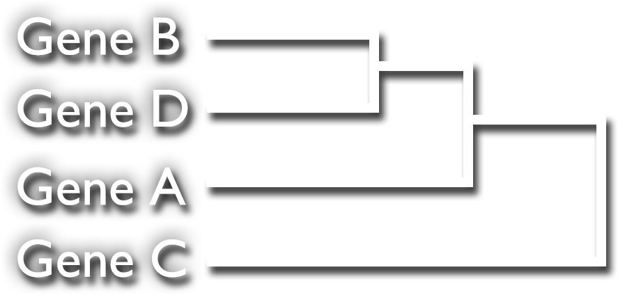 A dendrogram showing that Gene B and Gene D are the most closely related, followed by Gene A and Gene C.