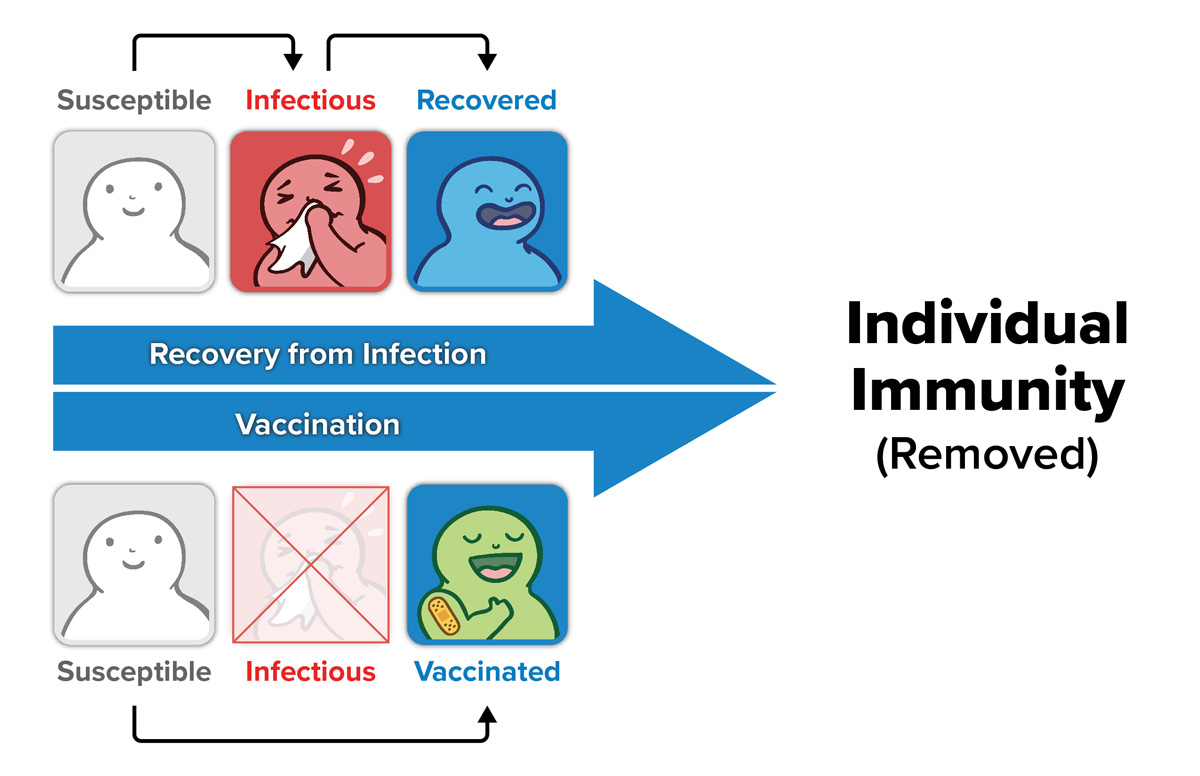 An illustration showing the two paths which result in individual immunity (removed).