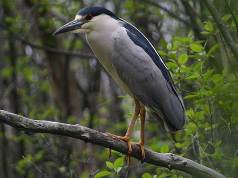 A black-crowned night heron perched on a branch.