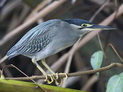 A striated heron perched on a branch.
