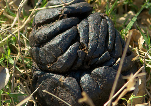 Photo of Dung 2