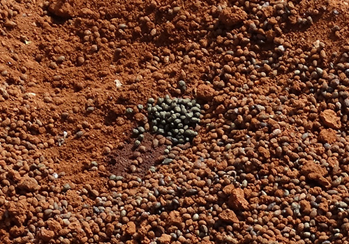 Photo of Dung 4