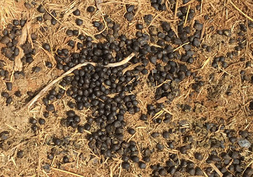 Photo of Dung 1