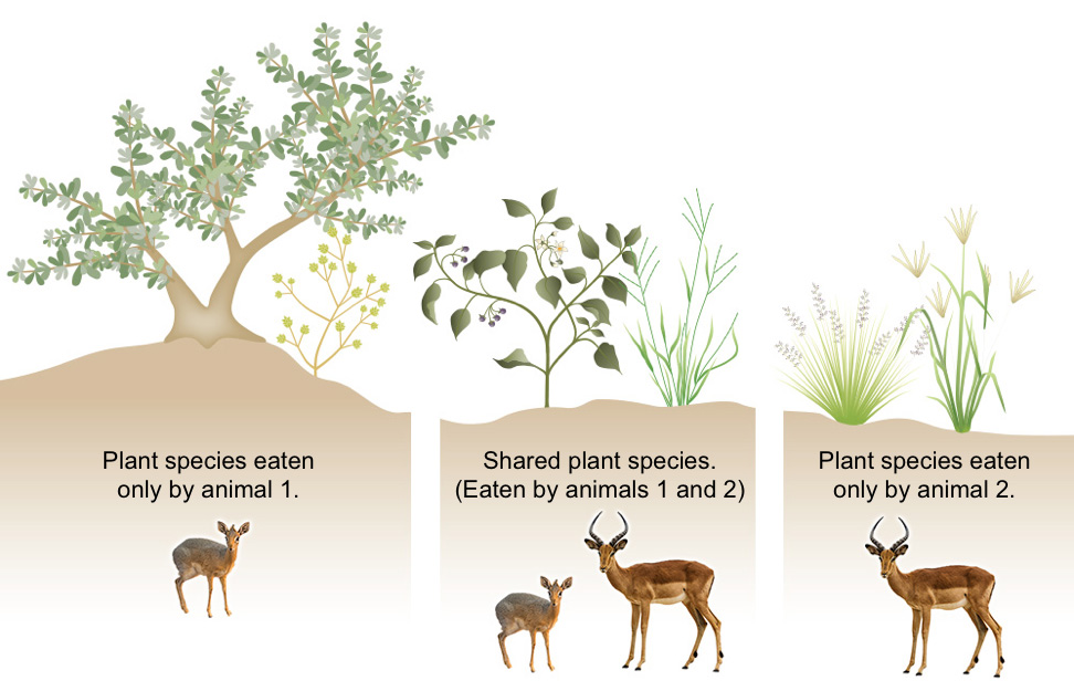A three panel illustration demonstrating the diets of two herbivore species. The panel on the left shows a large tree and a bush on a hill with a small four legged animal stating plant species eaten only by animal one. The panel on the right shows two kinds of grasses with a different four legged animal stating plant species eaten only by animal two. The middle panel shows both species together with two different plant species stating shared plant species eaten by animals one and two.