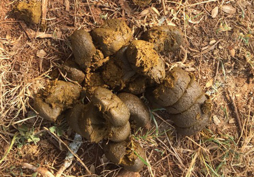 Photo of Dung 3