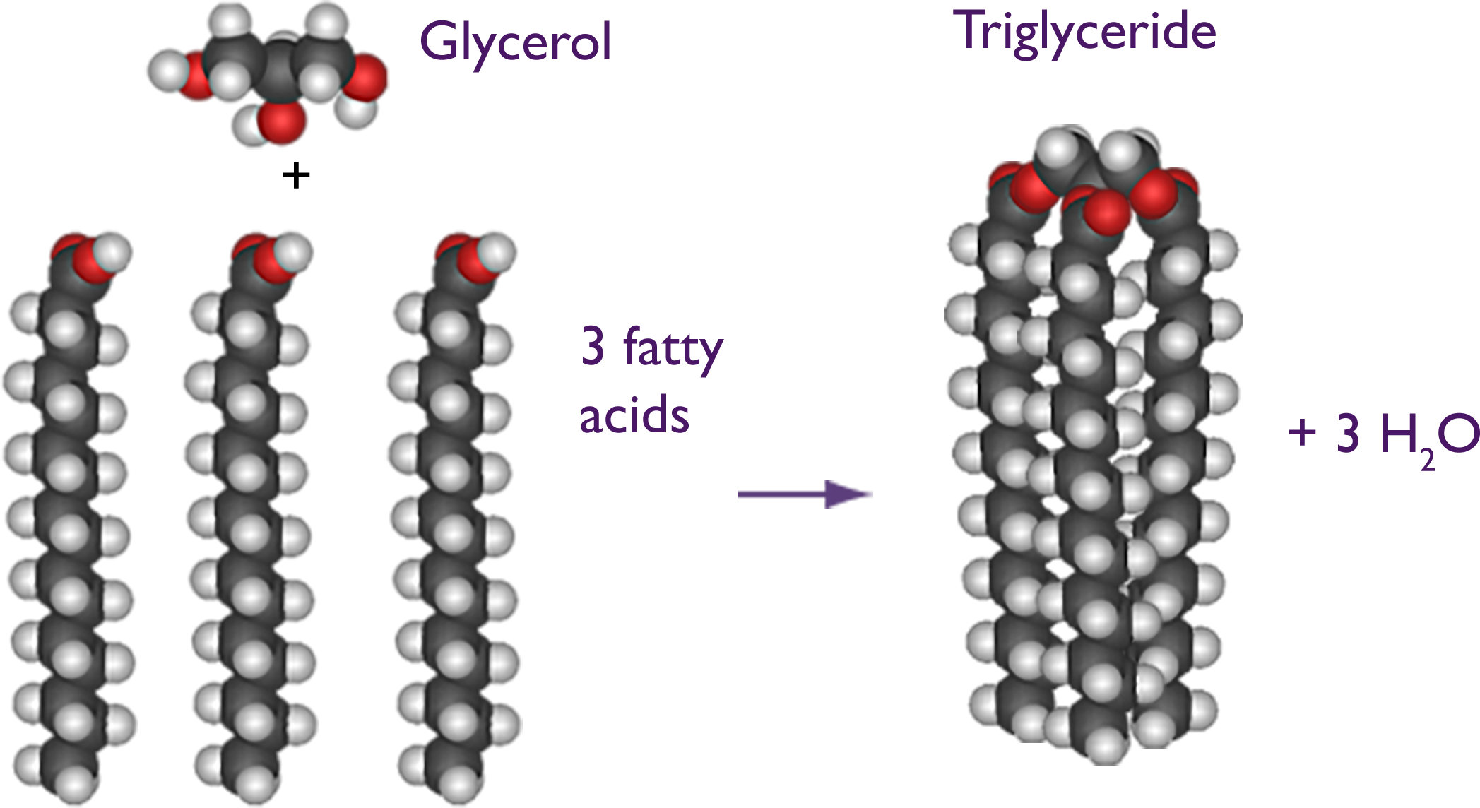Glycerol plus 3 fatty acids equals a tri-glyceride plus 3 water molecules.