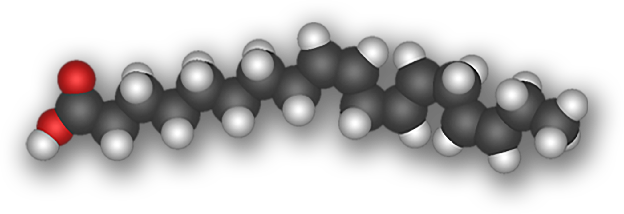 The molecular structure of an 18-carbon fatty acid.