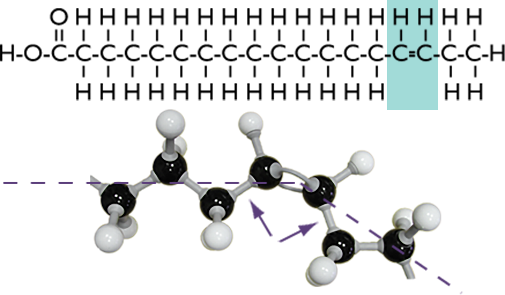 The chemical bonds of cis-unsaturated fatty acid with the carbon-carbon double bonds highlighted plus its molecular structure with a dashed line through the mid-line of the molecule and arrows marking carbon-carbon bonds adjacent to double bonds.