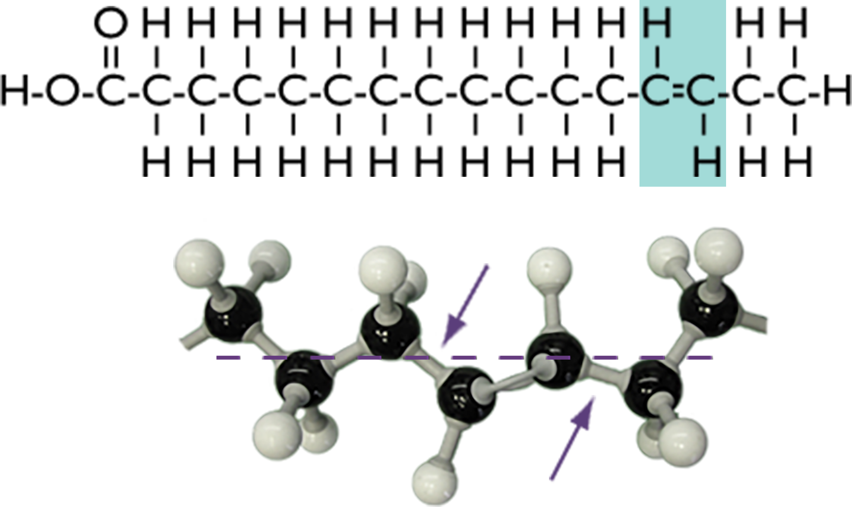 The chemical bonds of trans fatty acid with the carbon-carbon double bonds highlighted plus its molecular structure with a dashed line through the mid-line of the molecule and arrows marking the single carbon-carbon bonds adjacent to double bonds.