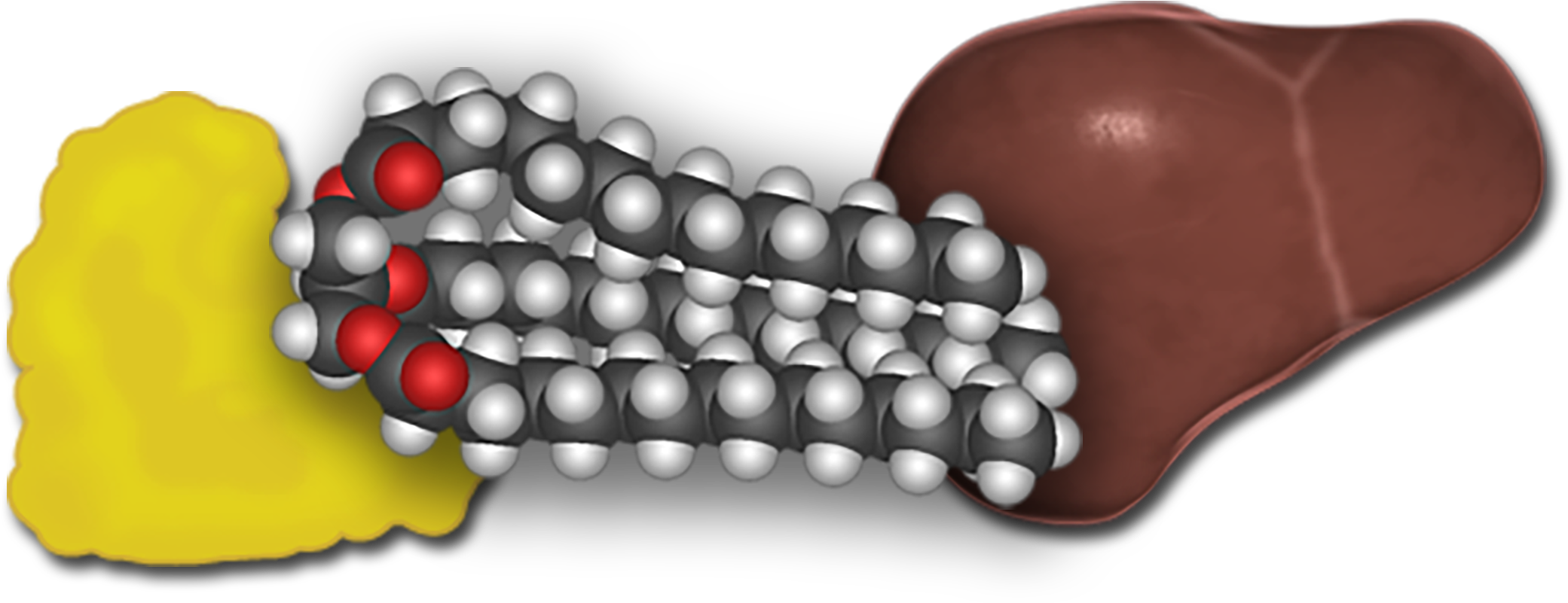 Montage of fat tissue, ball and stick figure of a triglyceride molecule, and a human liver.
