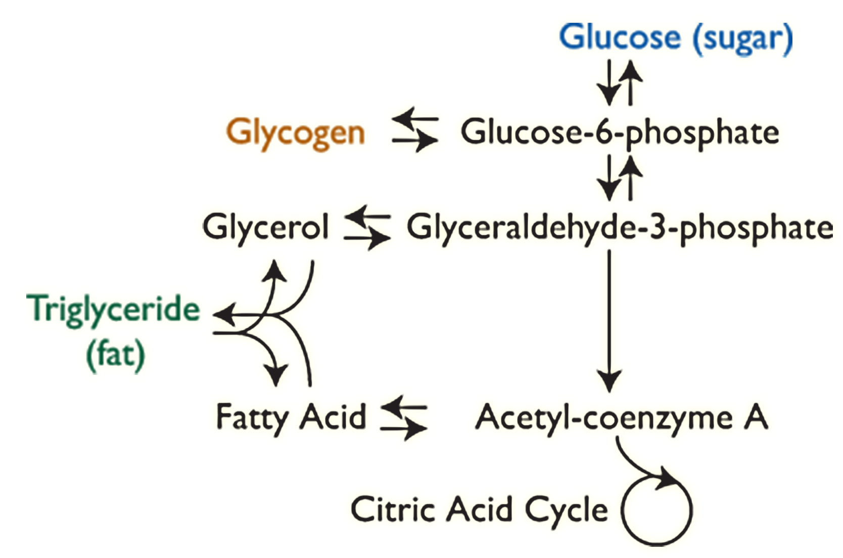 A diagram showing two-way interactions between glucose or sugar and glucose-6-phosphate, glucose-6-phosphate and glycogen, glucose-6-phosphate and glyceraldehyde-3-phosphate, glyceraldehyde-3-phosphate and glycerol, and fatty acid and acetyl-coenzyme A. Glyceraldehyde-3-phosphate also interacts with acetyl-coenzyme A, which interacts with the citric acid cycle. Glycerol and fatty acid interact with triglyceride or fat, and triglyceride or fat also interacts with glycerol and fatty acid.