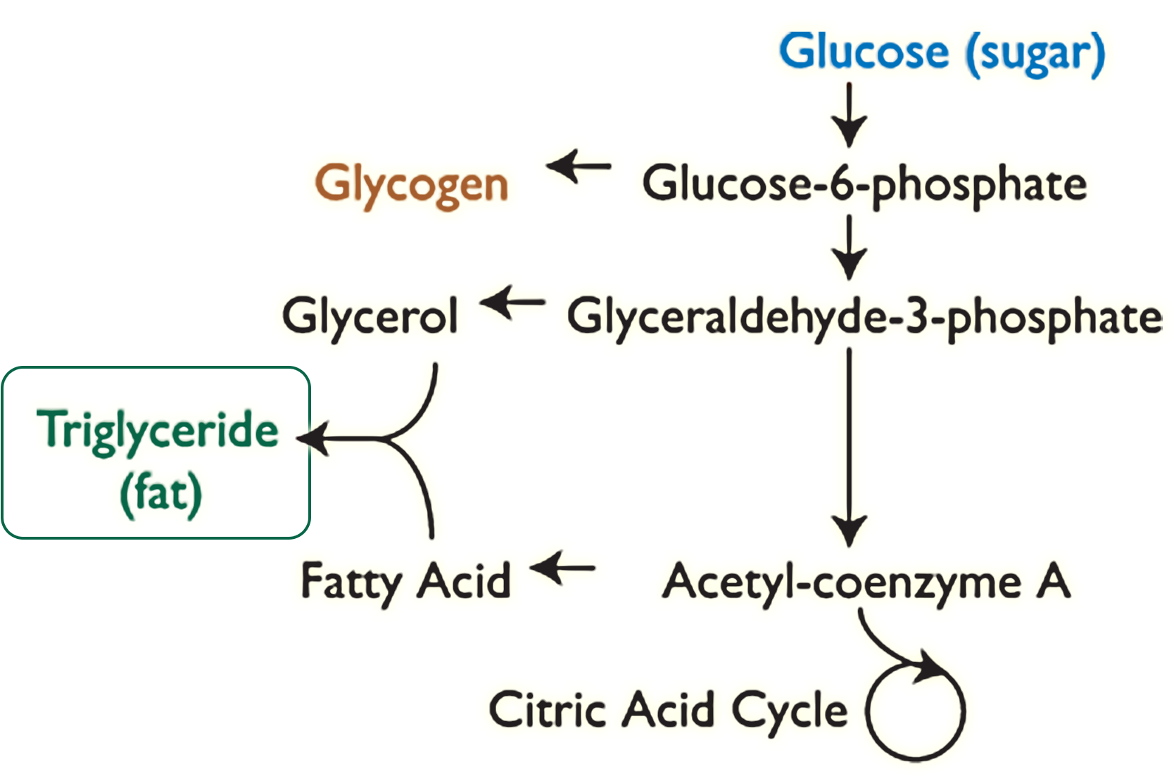 Glucose or sugar leads to glucose-6-phosphate, which leads to glycogen. Glucose-6-phosphate also leads to glyceraldehyde-3-phosphate, which leads to glycerol. Glyceraldehyde-3-phosphate also leads to acetyl-coenzyme A, which leads to both the citric acid cycle and fatty acid. Glycerol and fatty acid both lead to triglyceride or fat.