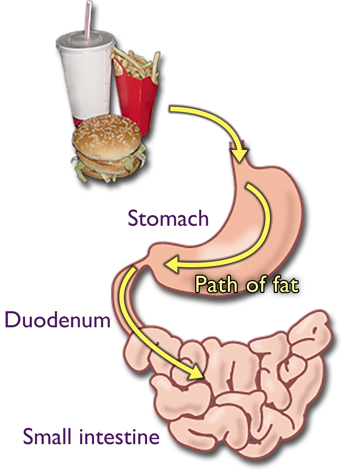 A burger, french fries, and soda with arrows labeled Path of fat leading through the stomach, duodenum, and small intestine.