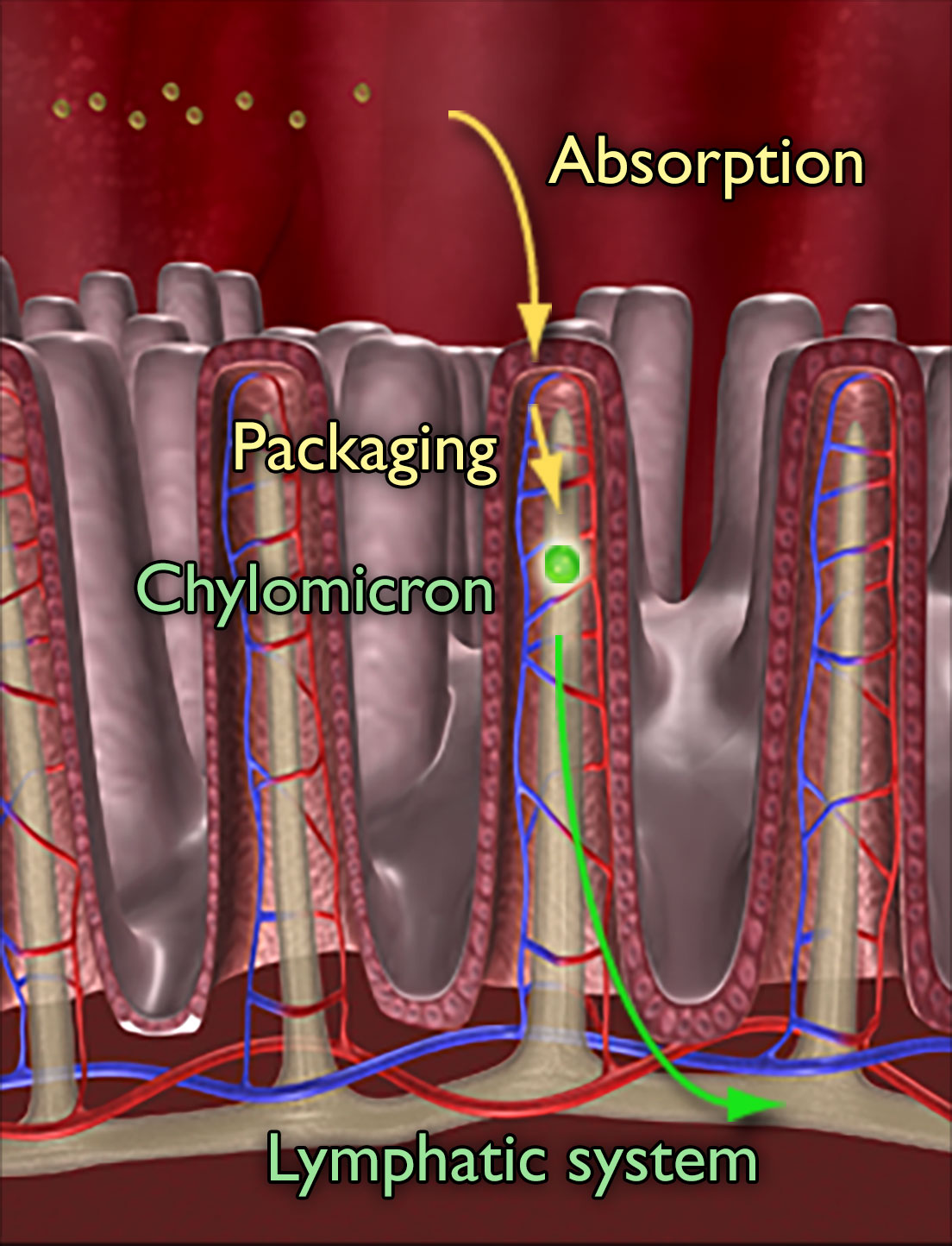 An arrow labeled Absorption shows small balls of fatty acids and monoglycerides entering a cross-section of the microvilli lining of the small intestines. Inside the microvilli, an arrow labelled Packaging points to a Chylomicron cluster ball with an arrow pointing down to the Lymphatic system.