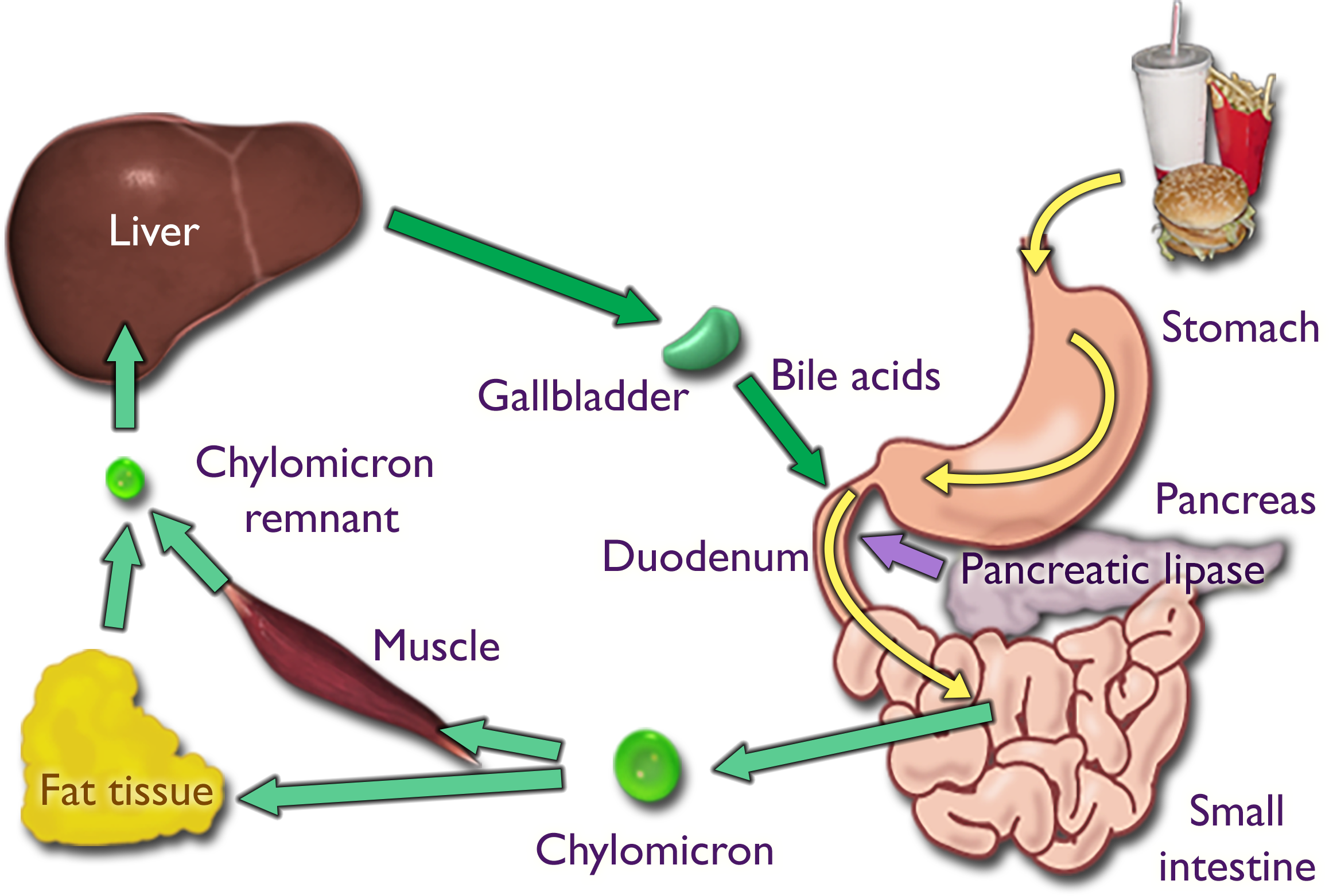 A meal passes through the stomach into the duodenum, where the pancreas adds pancreatic lipase, and on to the small intestine. The small intestine produces chylomicrons, which enter fat tissue and muscle. A chylomicron remnant from each tissue then enters the liver and passes through to the gallbladder, which produces bile acids that enter the duodenum.
