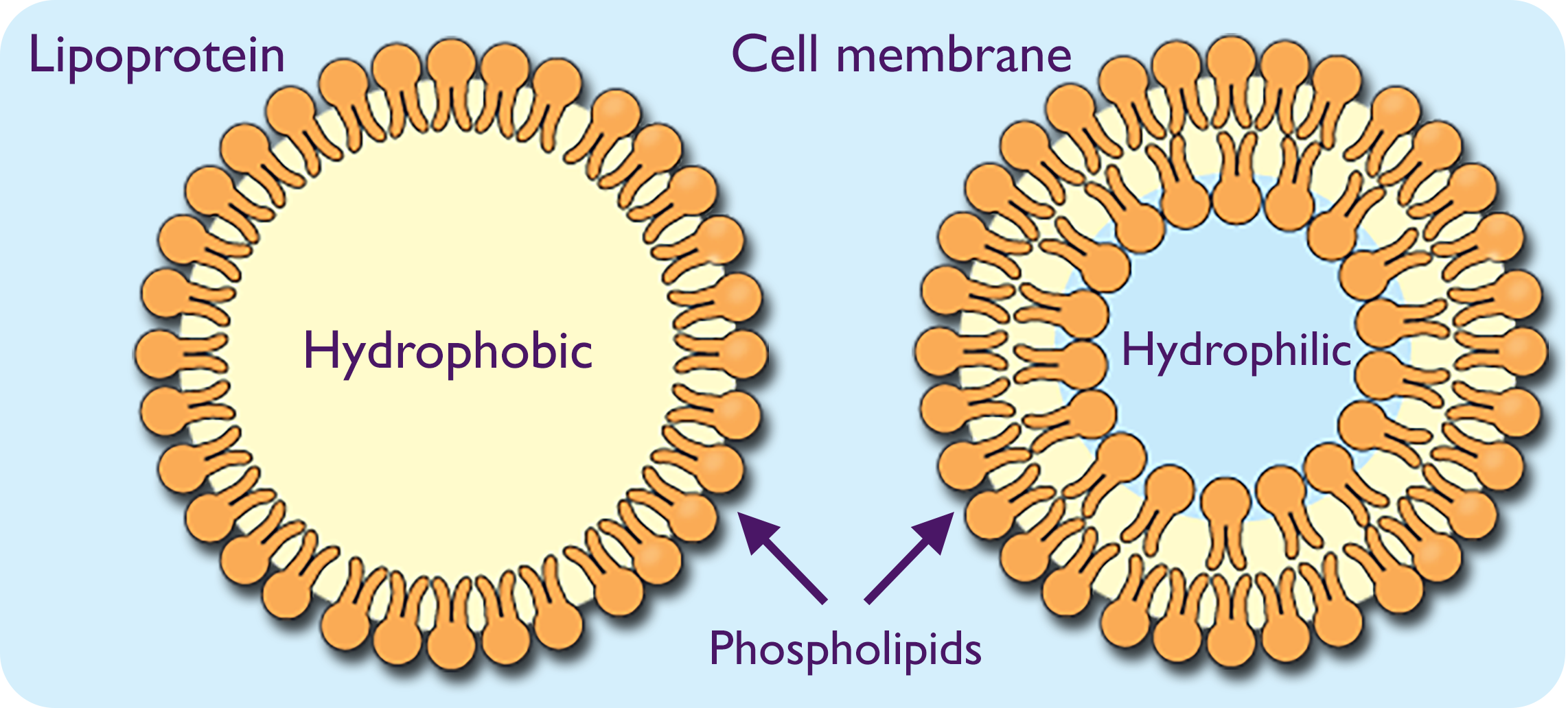 A diagram of a lipoprotein showing a single outer layer, or monolayer, of phospholipids appears next to a diagram of a cell membrane with two phospholipid layers, or bilayer. The interior of the lipoprotein is labeled Hydrophobic and the interior of the cell membrane is labeled Hydrophilic.