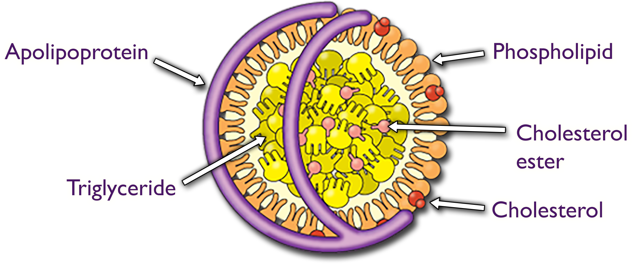 A circular structure with a phospholipid layer studded with cholesterol. Apolipoprotein appears along the surface. The core contains triglyceride and cholesterol ester.