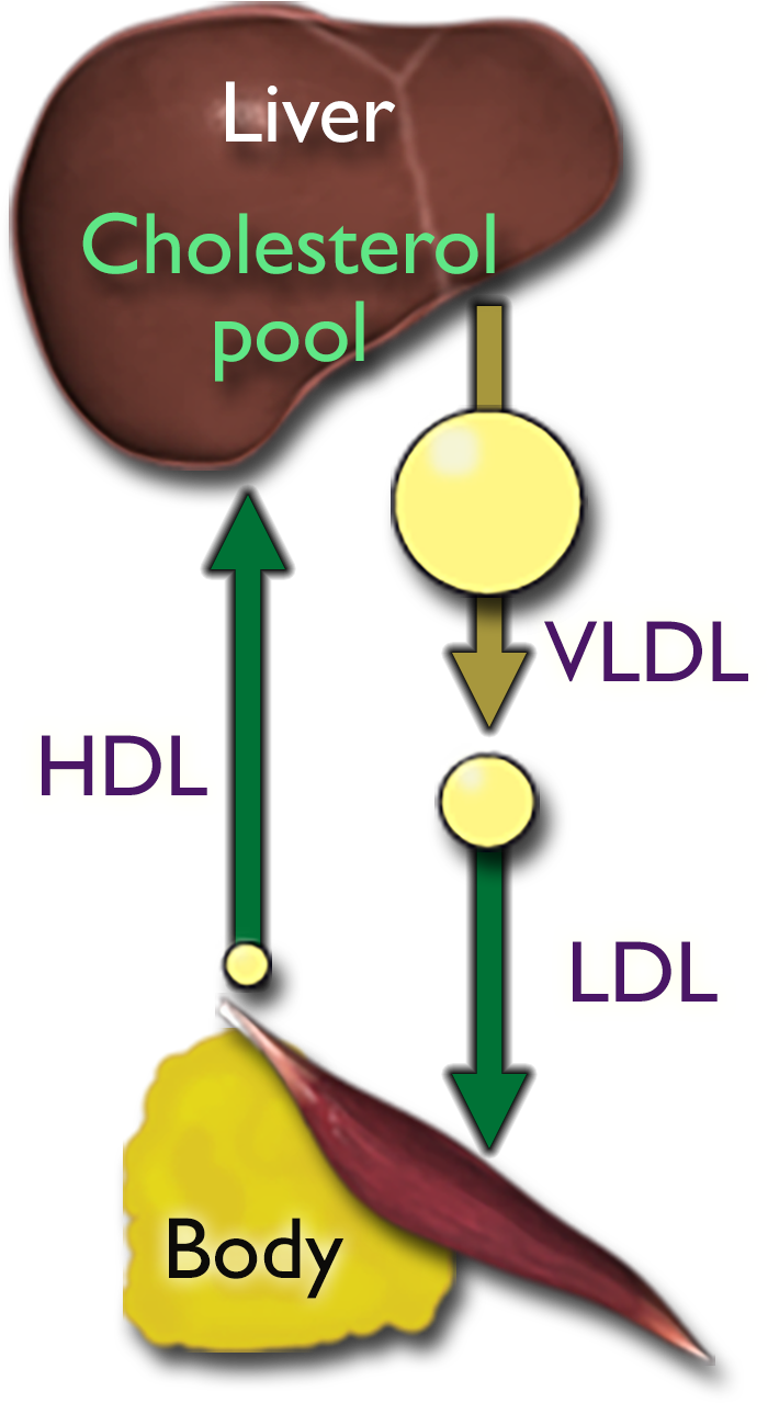 A diagram in which the cholesterol pool leaves the liver in the form of V-L-D-L, which is converted to L-D-L before entering the body. H-D-L then passes from the body back to the liver.