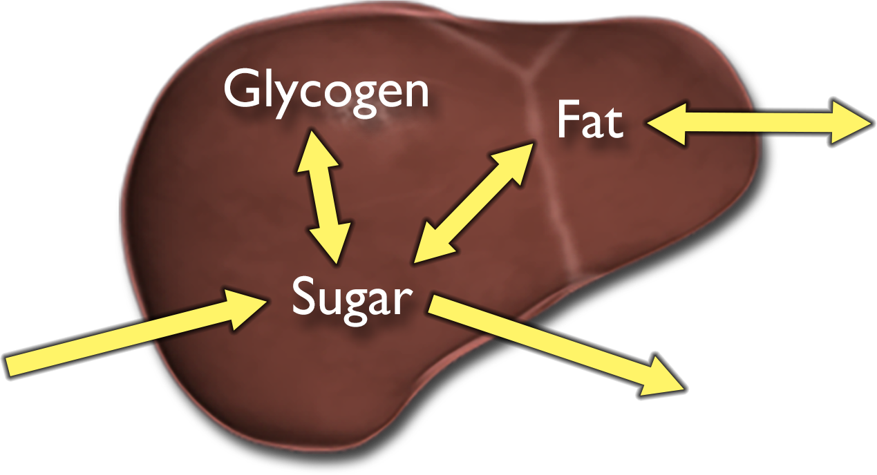 A liver showing sugar and fat both entering and leaving. Within the liver, sugar is converted to either glycogen or fat, and glycogen and fat are both converted to sugar.