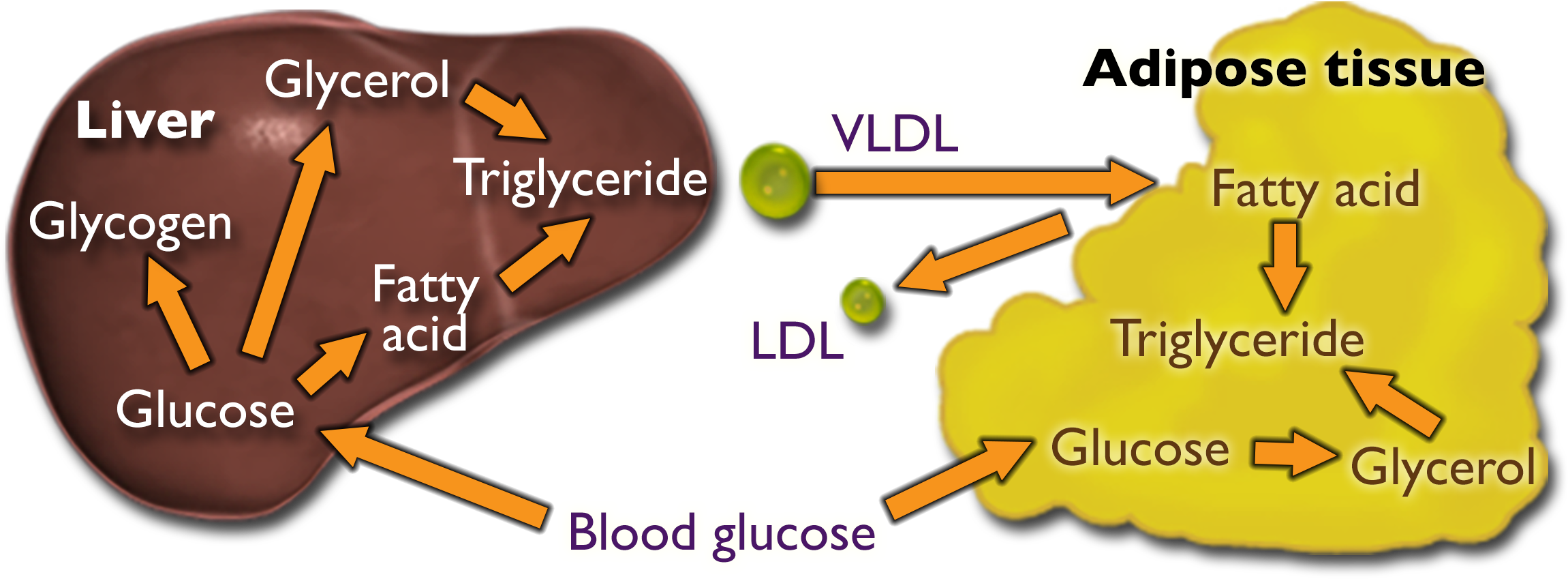 Blood glucose enters both the liver and adipose tissue, where it is converted to glucose. Within the liver, glucose is converted to glycogen, glycerol, and fatty acid. Glycerol and fatty acid then get converted to triglyceride. V-L-D-L enters adipose tissue and L-D-L leaves it. Within the adipose tissue, glucose is converted to glycerol and glycerol and fatty acid are both converted to triglyceride.