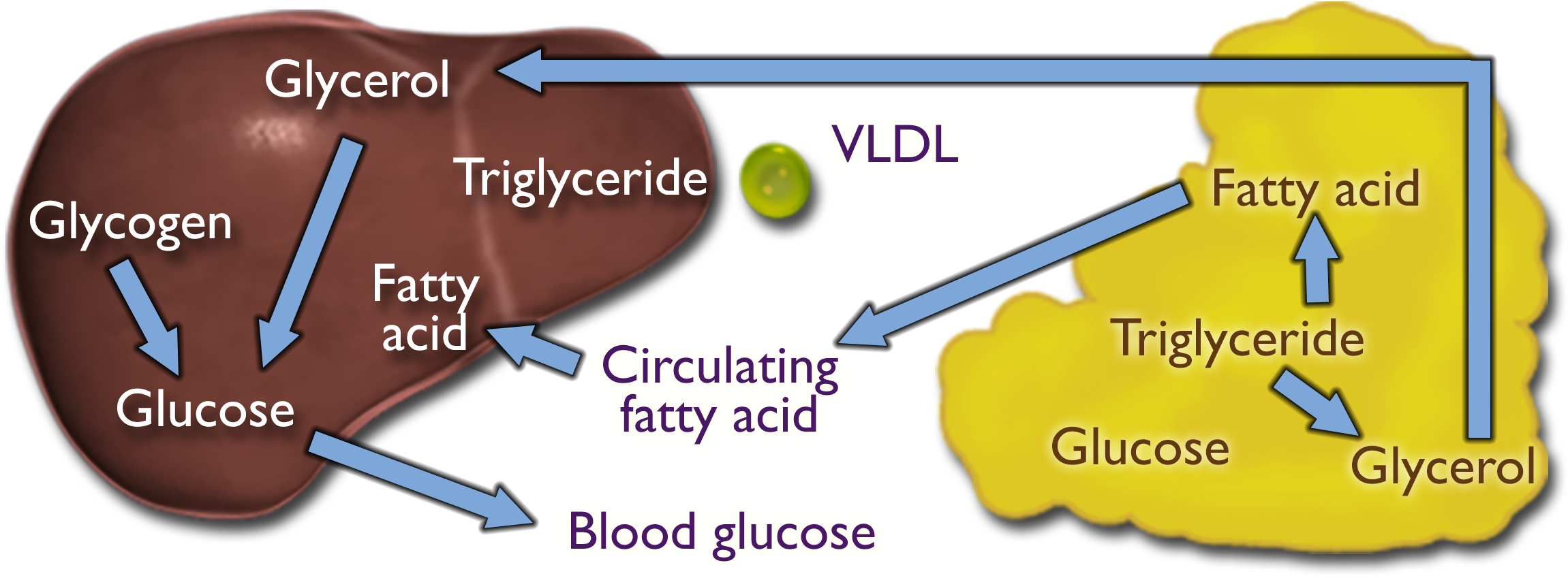 Within the liver, glycogen and glycerol are converted to glucose, which leaves the liver as blood glucose. The liver also contains triglyceride. Within adipose tissue, triglyceride gets converted to fatty acid and glycerol. Glycerol then enters the liver and fatty acid becomes circulating fatty acid, which travels back to the liver.