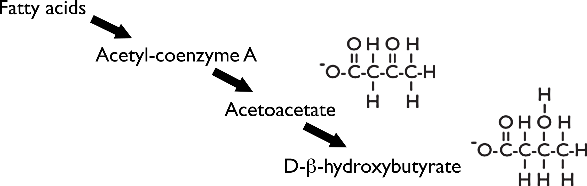 Fatty acids break down into acetyl-coenzyme-A, which is then broken down into acetoacetate and D-beta-hydroxybutyrate. The chemical structures of acetoacetate and D-beta-hydroxybutyrate are shown.