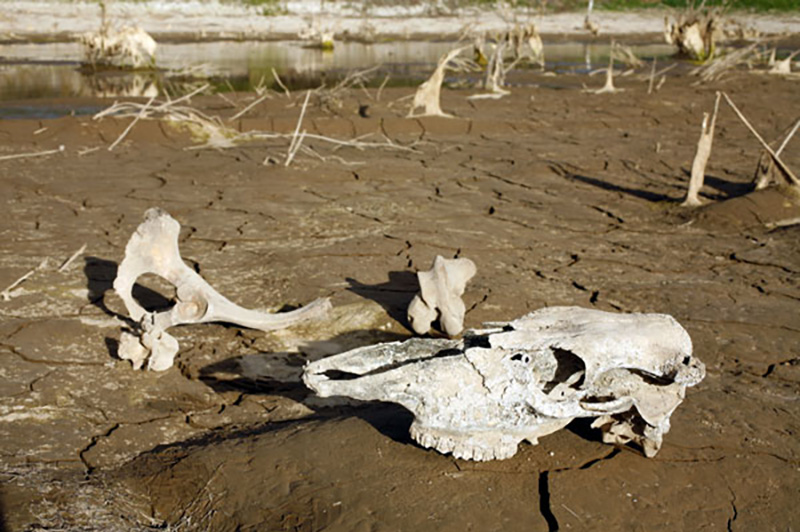 Animal bones on dry, cracked earth.