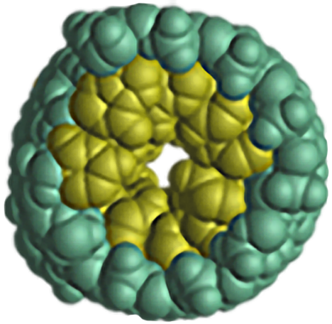 End view of a double strand of R-N-A, depicted as an O-shaped cluster of yellow balls surrounded by a larger O-shaped cluster of green balls.