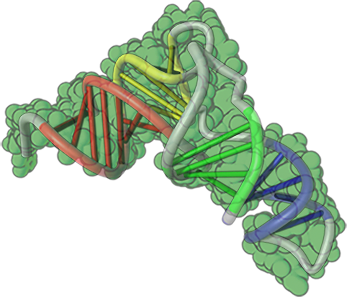 Transfer RNA, a multi-colored ladder-like structure coiled around an irregular cluster of green balls.