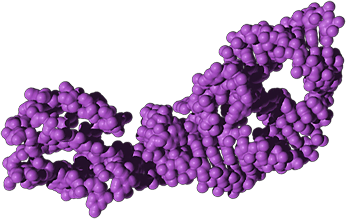 Hepatitis Delta Virus ribozyme, a bow-tie shaped structure composed of irregular clusters of purple balls that coil around each other.