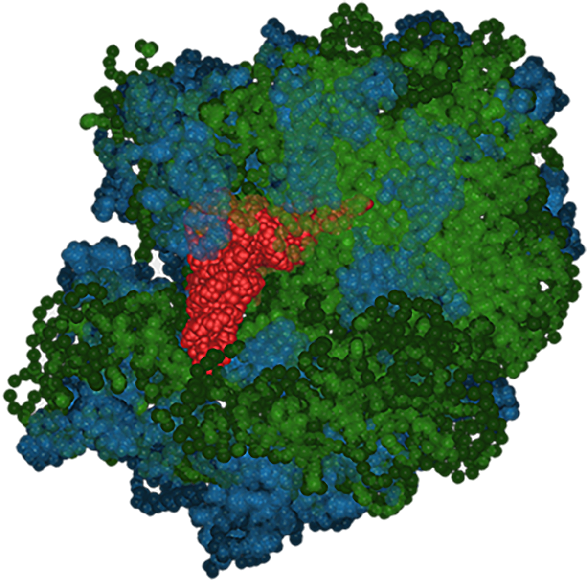 Ribosome, a large, irregular shaped structure consisting of alternating clusters of blue and green balls surrounding a central clump of red balls.