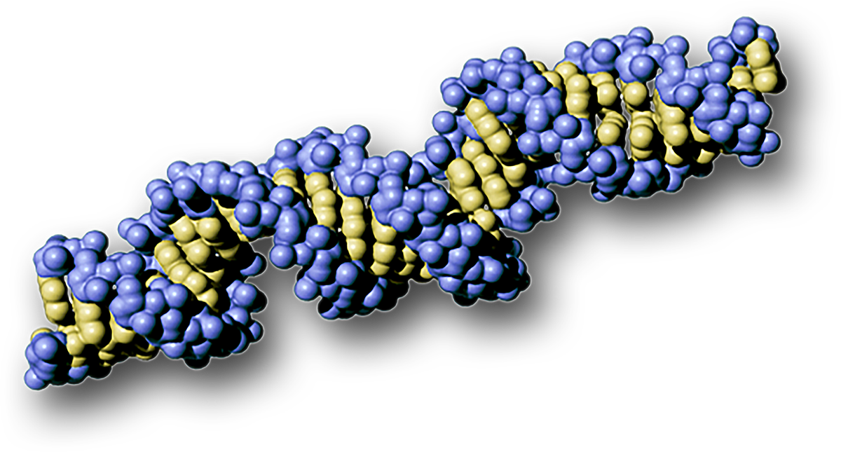The structure of a section of double-stranded R-N-A.