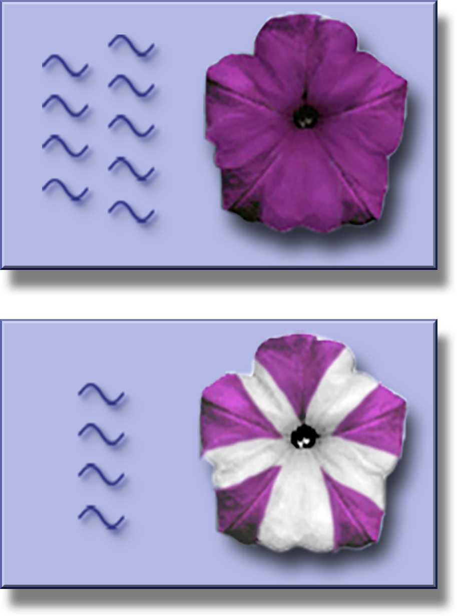 A dark purple petunia with 9 curled line segments next to it and a purple and white petunia with 4 curled line segments.