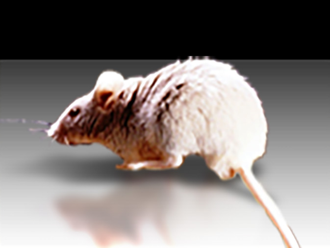 A laboratory mouse.