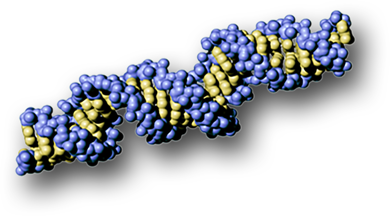 The structure of a section of double-stranded R-N-A.