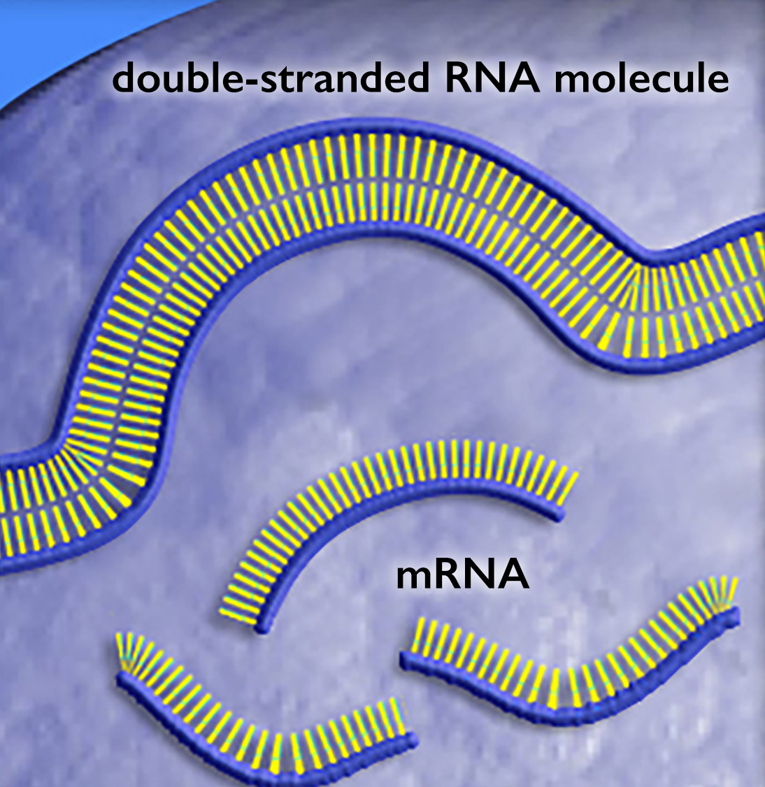 A double-stranded R-N-A molecule and 3 strands of m-R-N-A.