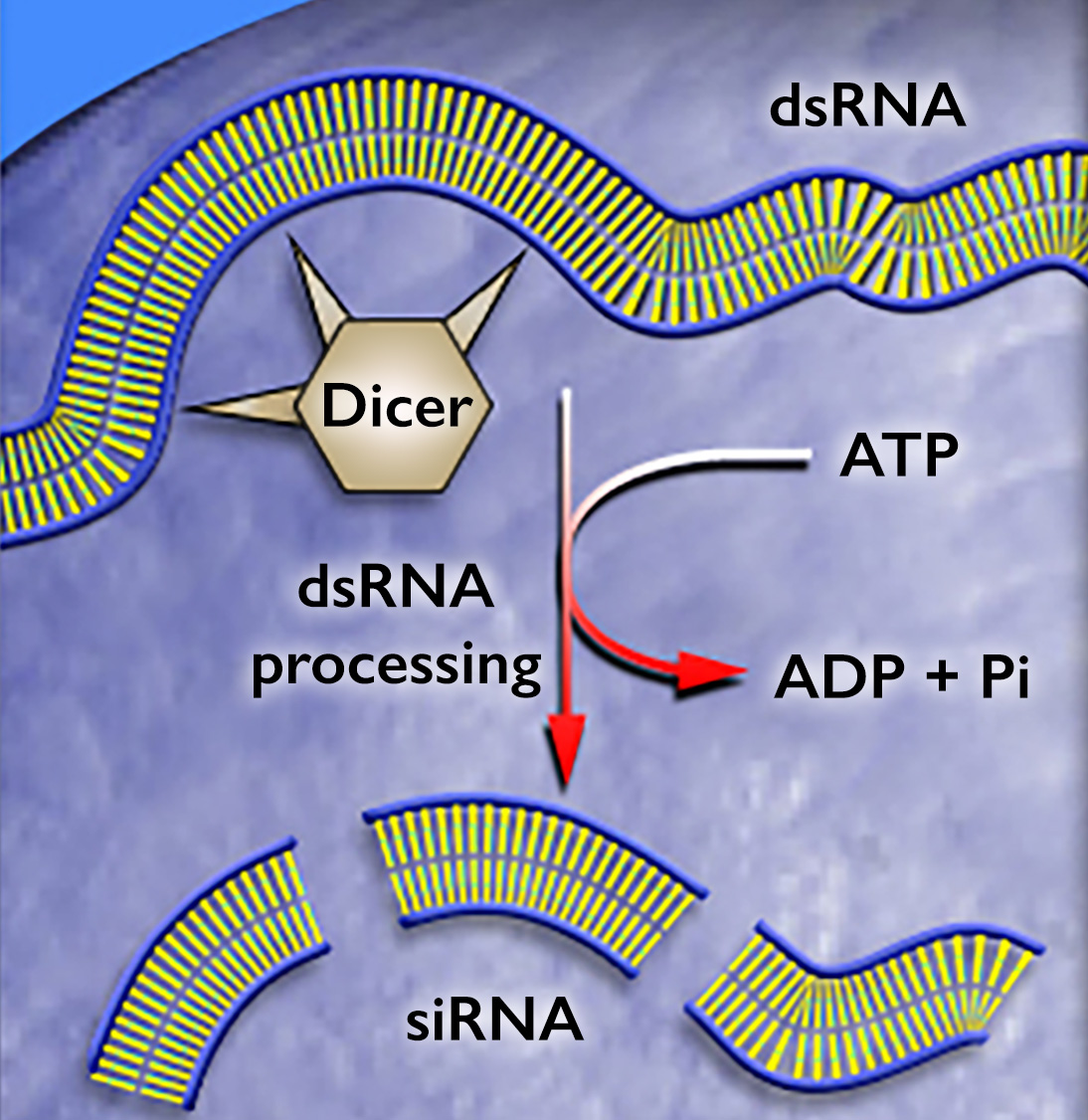 A hexagon labeled dicer with 3 spikes points to a double strand labeled d-s-R-N-A. An arrow points down to 3 double strand segments labeled s-i-R-N-A, with another tangent arrow showing A-T-P converting to A-D-P + P-I.