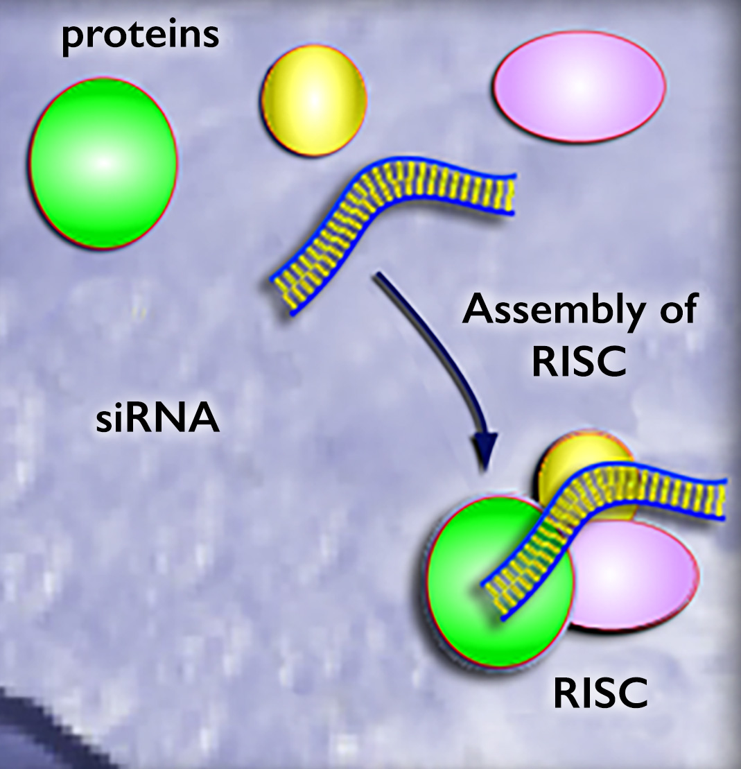 Round shapes labeled proteins are next to a double strand labeled s-i-R-N-A. An arrow points to an assembly of R-I-S-C which shows them all together.