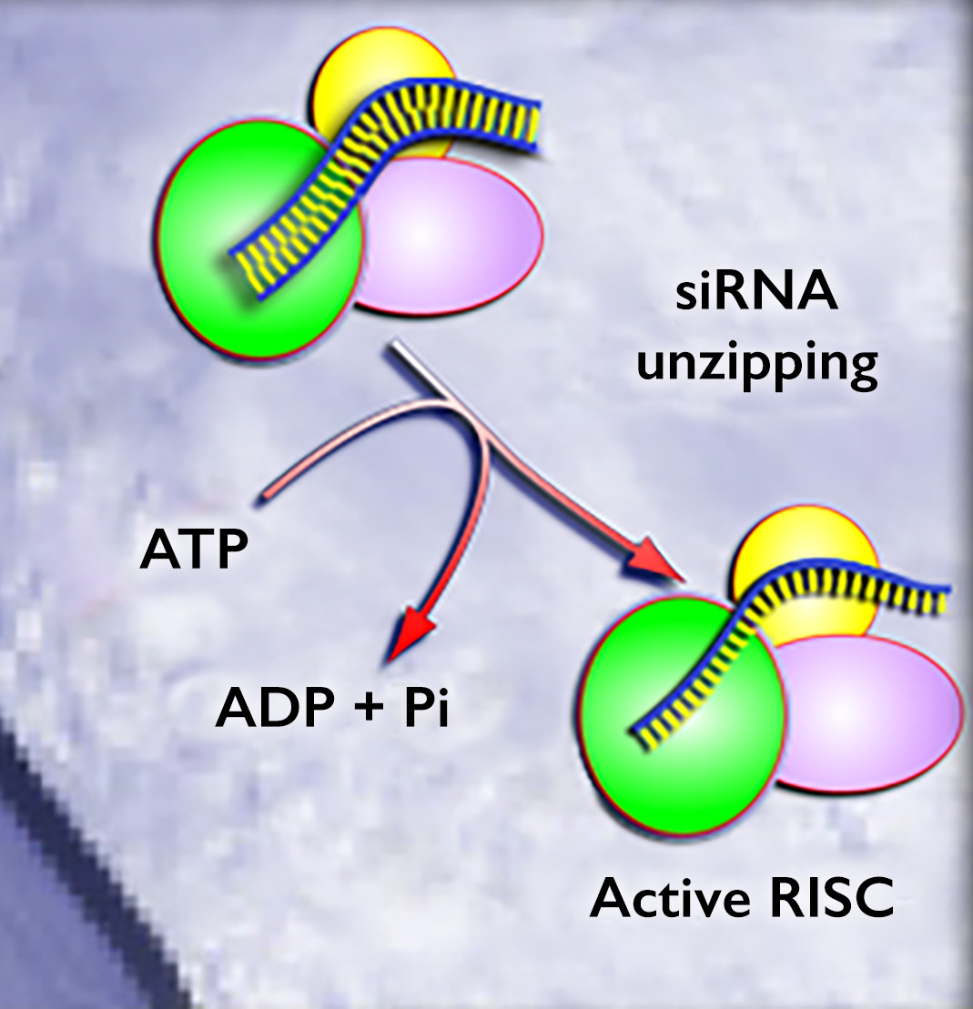 An arrow labeled s-i-R-N-A unzipping, points from an assembly of R-I-S-C s-i-R-N-A to proteins and single strand of R-N-A labeled active R-I-S-C. A second curved arrow tangent the first arrow shows A-T-P converting to A-D-P + P-I.