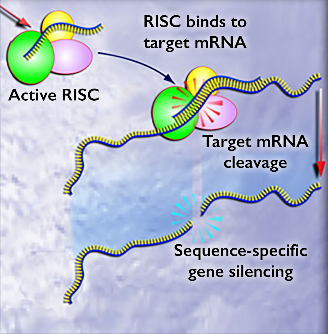 Active R-I-S-C with proteins and single strand of R-N-A bind to target m-R-N-A shown as a longer single strand. Target m-R-N-A cleavage causes sequence-specific gene silencing, shown as a break in the longer strand and missing the section where the shorter R-N-A of active R-I-S-C was bound.