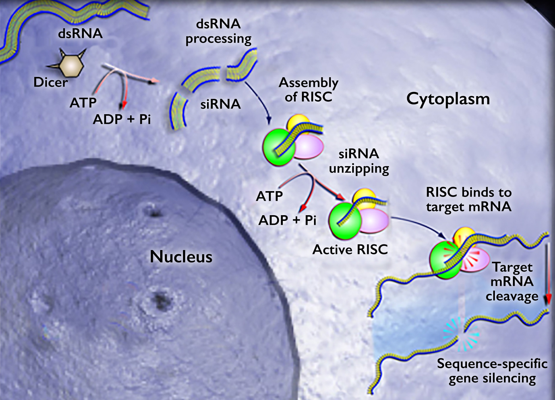 In the cytoplasm, outside the nucleus, d-s-R-N-A processing uses Dicer to cut d-s-R-N-A into s-i-R-N-A, converting A-T-P to A-D-P + P-I. s-i-R-N-A then forms an assembly of R-I-S-C. s-i-R-N-A unzipping converts A-T-P to A-D-P + P-I to produce active R-I-S-C. R-I-S-C then binds to target m-R-N-A. Target m-R-N-A cleavage causes sequence-specific gene silencing.