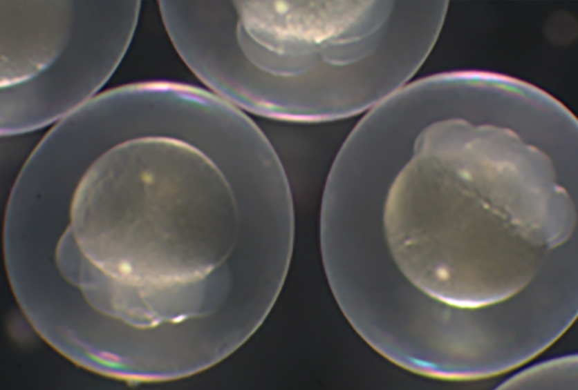A series of cells in petri dishes.