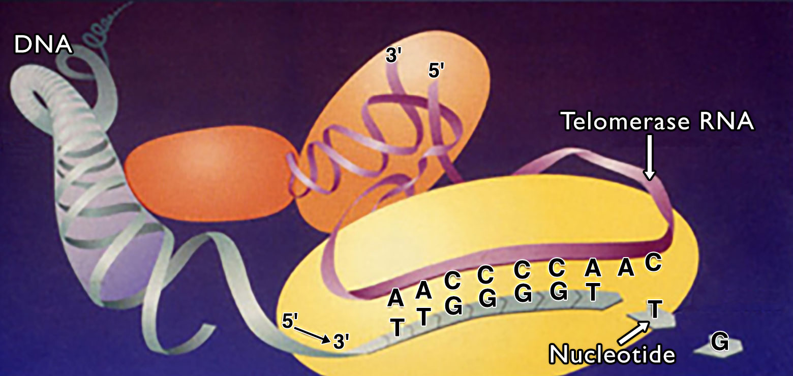 A telomerase enzyme with D-N-A unwinding from 5 prime to 3 prime, telomerase R-N-A, and nucleotides T and G.