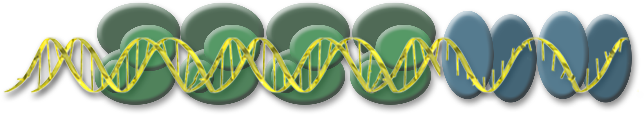 Double-stranded D-N-A that is single stranded at the very end plus associated protein molecules.