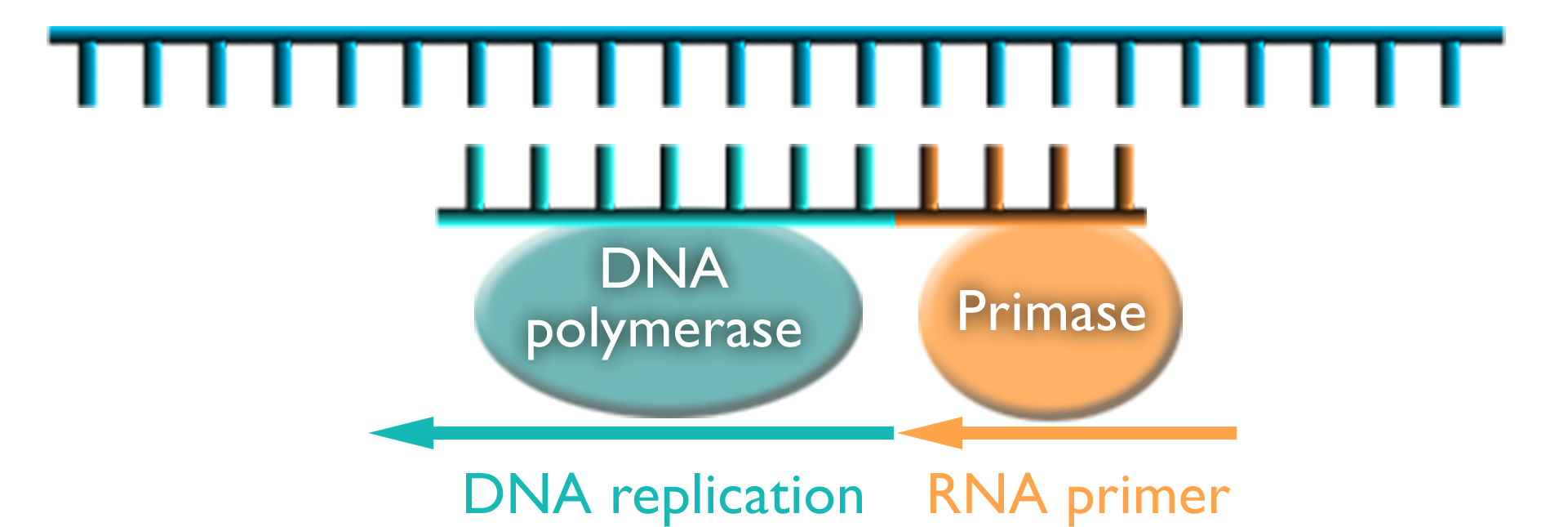 D-N-A segments with ends marked 5 prime and 3 prime. Underneath is an orange oval labeled primase with an arrow labeled R-N-A primer pointing to a blue oval labeled D-N-A polymerase with an arrow labeled D-N-A replication.