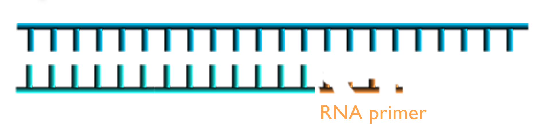 D-N-A strand marked with 5 prime and 3 prime with an R-N-A primer in pieces at the end of one strand.